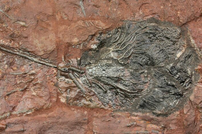 Silurian Fossil Crinoid (Scyphocrinites) Plate - Morocco #118548